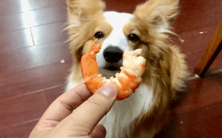 Can dogs eat shrimp meat