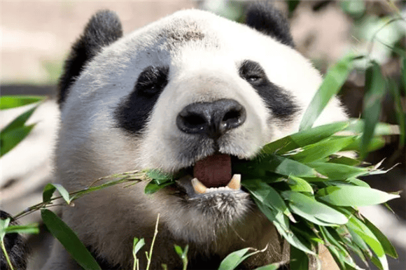 Do you know how long a giant panda lives?