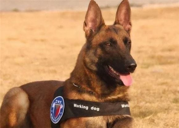 Five common police dogs in the police world, brave and resourceful, all of them are fierce generals