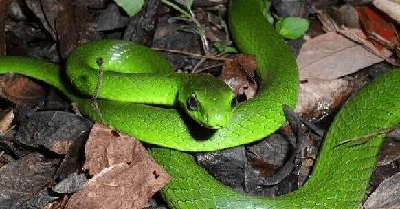 The difference between the Emerald Green Snake and the Bamboo Leaf Green Snake? What are their main differences? ? 