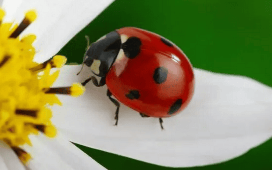 Seven-spotted ladybug, ensures the healthy growth of crops