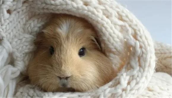 The occurrence of these five phenomena indicates that the guinea pig is sick! They generally don’t bark non-stop for no reason. If you find that your guinea pig keeps making noises, it may be telling you: 