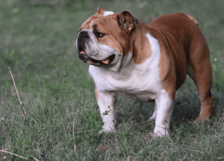 What is the difference between a bulldog and a pug?