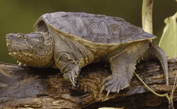 How to raise alligator turtles? Collect these 5 points to help you raise turtles easily!