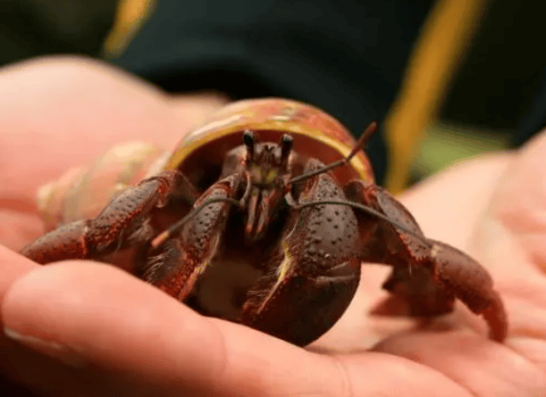  What does a hermit crab look like? 