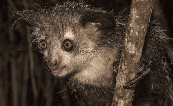 Lemurs eat What food