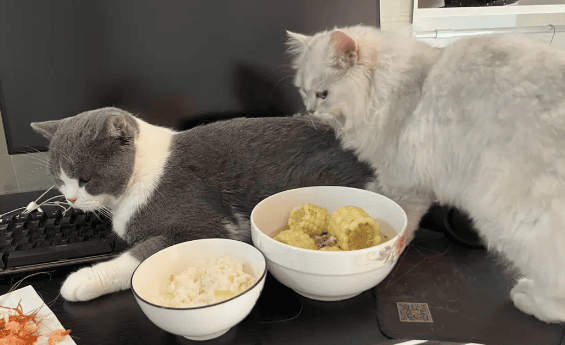 What to do if the cat is very greedy and always wants to eat human food