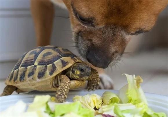 Don't harm your little turtle! Veterinary secrets: Never give these six kinds of food to turtles! /p><p>5. Raw and cold food</p><p>Raw and cold food is also a big test for the turtle’s stomach. Because the turtle's body temperature will change with changes in the ambient temperature, eating raw and cold food can easily cause the stomach and intestines to get cold, causing diarrhea, indigestion and other problems. </p><p>For example, meat, fruits and vegetables just taken out of the refrigerator are not suitable for turtles to eat directly. If you want to feed these foods to your turtle, be sure to bring them to room temperature first, or heat them slightly before feeding them! </p><p>6. Pungent Food</p><p> Pungent food is also a taboo in the turtle’s diet. For example, spicy food and food containing caffeine can irritate the turtle's gastrointestinal tract and cause various health problems. </p><p>Foods such as chili peppers and coffee may be very popular for humans, but they are 