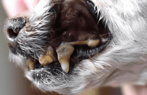 What should I do if my dog ​​has serious dental calculus? How can I remove it? 