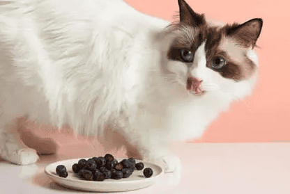 Can cats eat blueberries? Will they be poisoned if they eat them by mistake? 