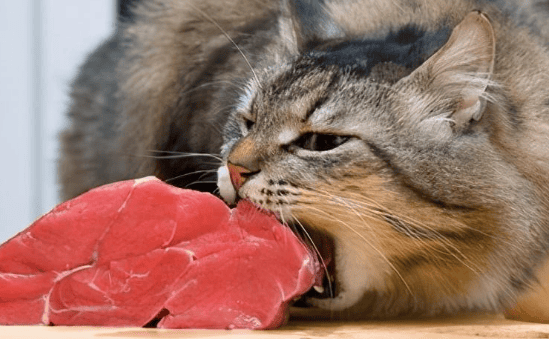 Are cats omnivores