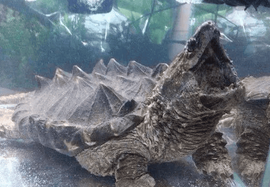 Raising alligator turtles, raising alligator turtles is very simple and convenient