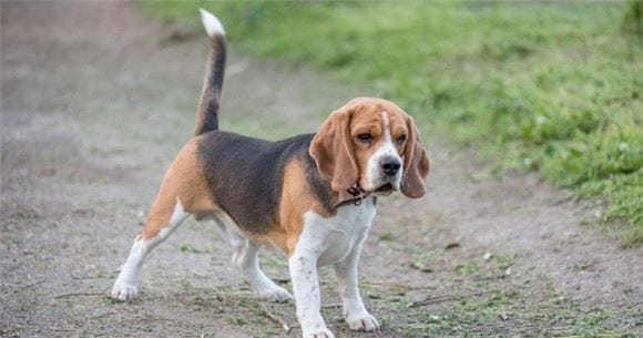 Why are people who keep beagles called 