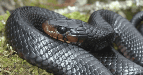 What kind of snake is the black snake? Let's find out together