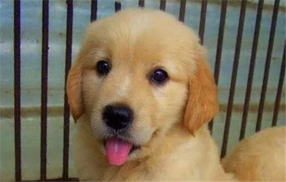 Where can I buy it? Buying a Golden Dog