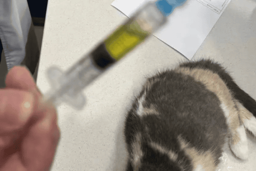 Shocked cat owners: The latest diagnosis of feline transmission is here!