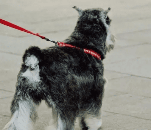 Living in a foreign-style building Lou Yang Fan Dog