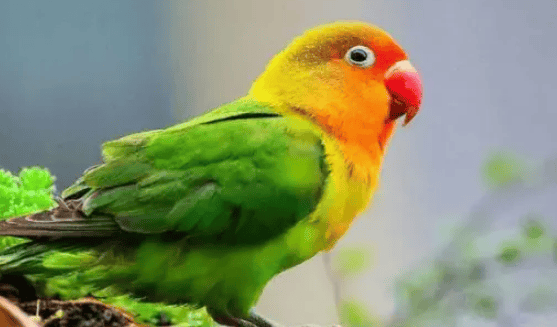  If the parrot has the following behaviors, the owner should pay attention, it may be in estrus! Parrots will exhibit a series of uncomfortable behaviors during estrus, which may affect the health of the parrot and the life of the owner. Owners should take appropriate measures to reduce the stress on parrots during estrus and ensure their health and safety</p>                        
        </div>
        <!-- 上下页 -->
        <div class=