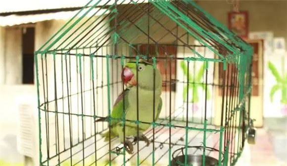 Five behaviors that will make your parrot hate you immediately!