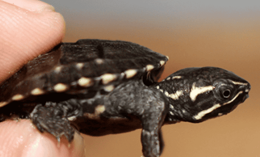 How to raise turtle hatchlings? In fact, raising turtle hatchlings from eggs is very simple