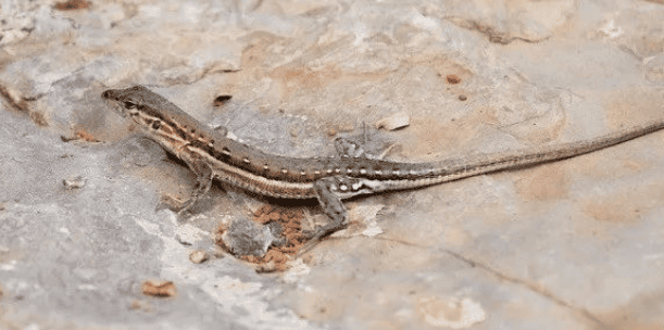 The strange phenomenon of nature: Why is the lizard's tail easy to break, and will it grow back?