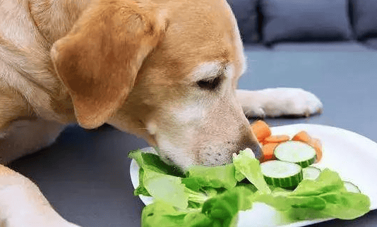 What can dogs eat on a light diet