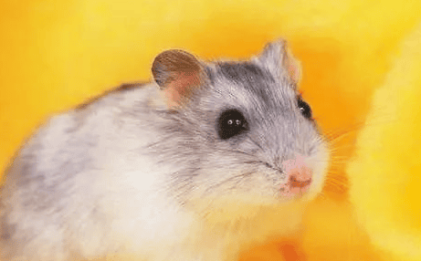 Okura Classroom | What are the characteristics of each organ of a hamster