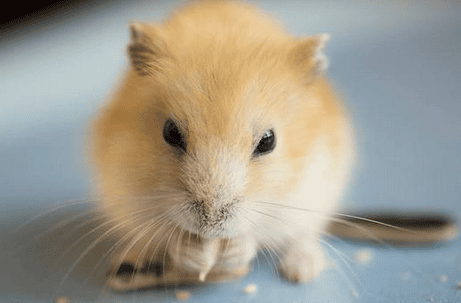 Is it better for a hamster to be fatter or thinner?! Opinions vary