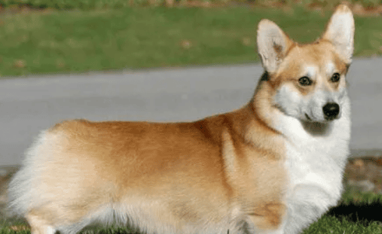 How much does a Corgi cost? Prices vary in different regions