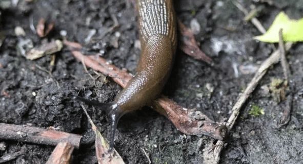 What are the leeches most afraid of? Are there any natural enemies of the hermaphroditic leech? 