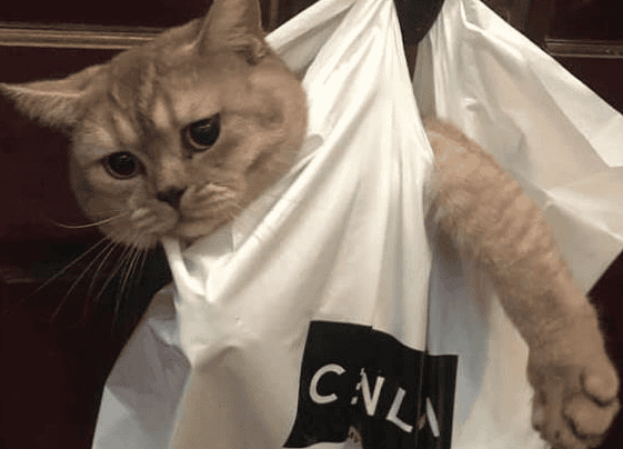 The orange cat secretly ate the chicken legs, and after being discovered by the owner, he hung them in the bag as punishment