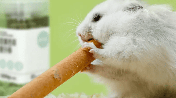 What can little hamsters use to grind their teeth? How to make homemade hamster molar sticks