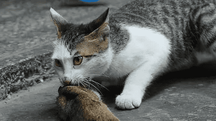 Do cats naturally eat mice?