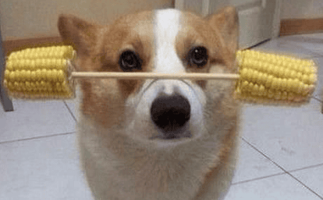 Can dogs eat cooked corn?