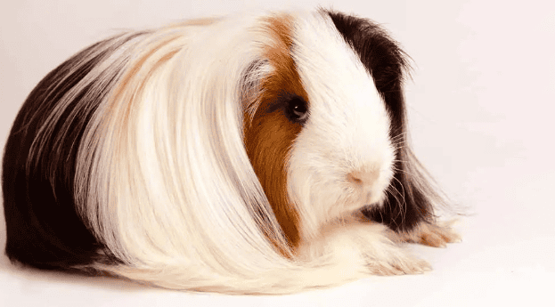 The feeding and management of guinea pigs