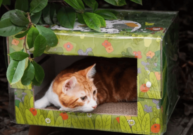 Allowing stray cats to be pampered, the magic cat box and TA's Shanghai co-branded charity cat box have gained popularity