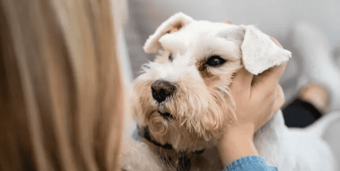  Guide to raising a Schnauzer, how to raise a Schnauzer? 