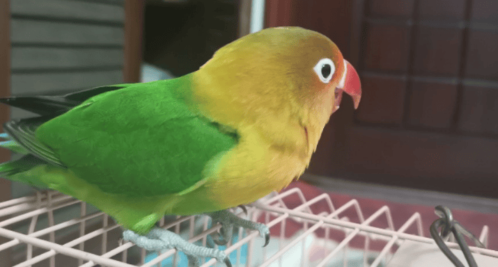 Peony parrot squeaking while sleeping