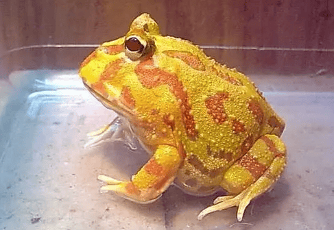 Must read when raising a baby: How to raise a golden horned frog?