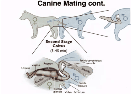 Why do dogs get stuck together?