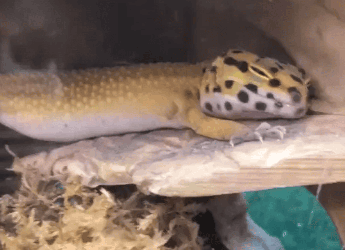 For those who have difficulty getting up in winter, about the winterization of leopard-print geckos