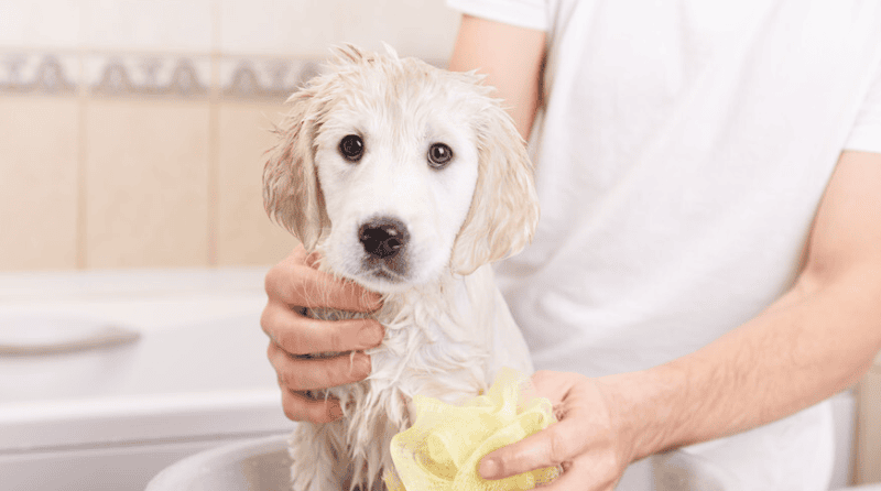 How much does a dog bath cost?