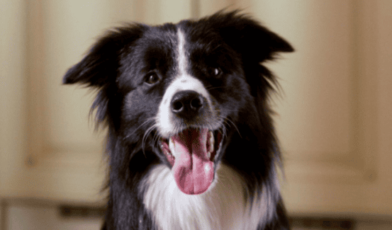 The five major signals of a dog barking with joy