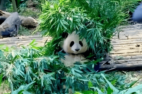 Why do giant pandas become vegetarians? 