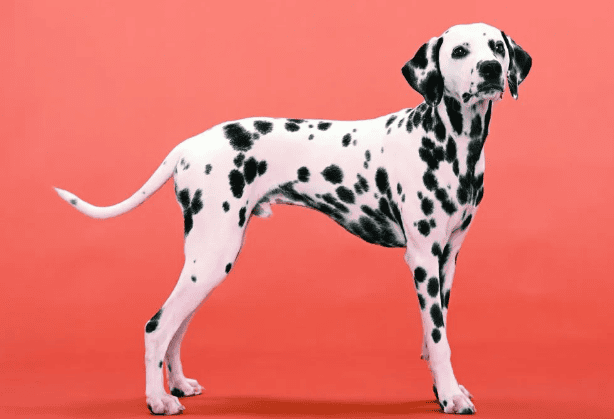 Vicious dogs banned in the city: Dalmatian dogs