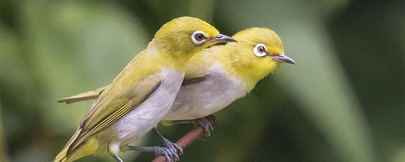  How to raise a white-eyed bird to make its coat yellow?