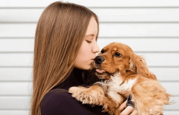 Do Cocker Spaniels shed hair? How to reduce Cocker Spaniel hair loss