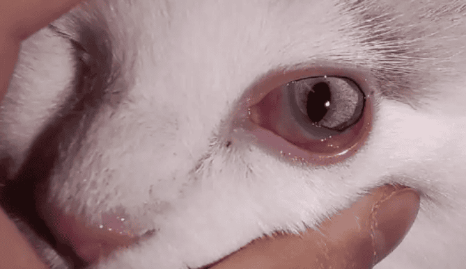 A cat's eyes are inflamed What to do?