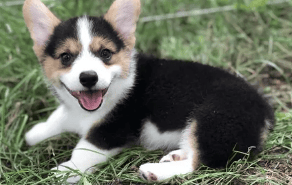 Yellow, white and black How are Corgis?