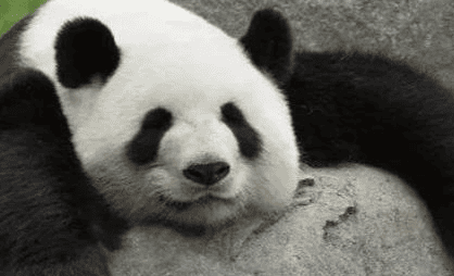 Giant pandas are obviously very powerful, but why do we always see cute ones?